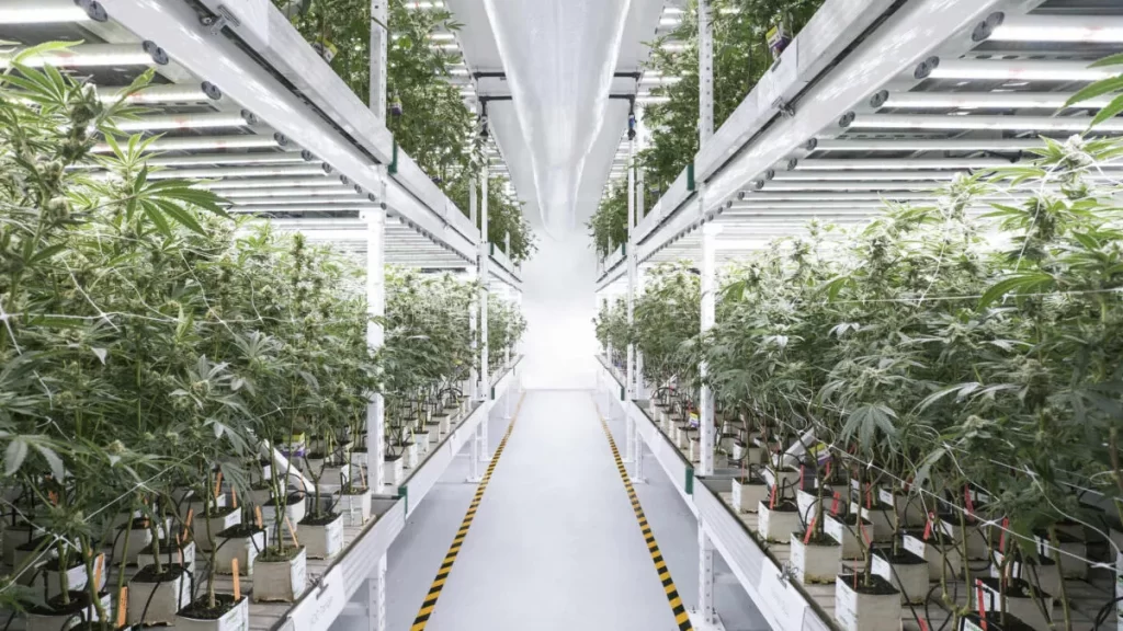 Floor Coating Solutions for Cannabis Facilities