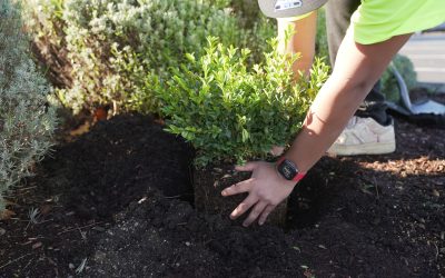 What Property Managers Should Expect from a Commercial Landscaping Service
